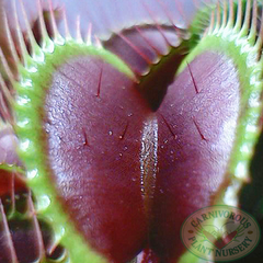 Venus flytrap trigger hairs