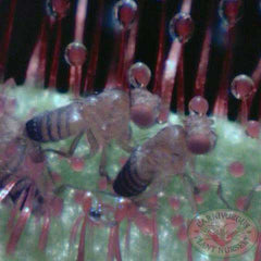Drosera capensis capturing wingless fruit flies