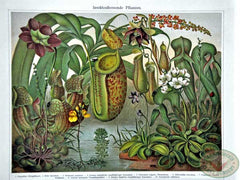 Insektenfressend Pflanzen from Meyers Konversations-Lexikon, 