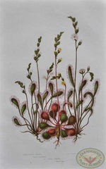 Three Varieties of Sundews from Anne Pratt, The Flowering Plants, Grasses, Sedges and Ferns of Great Britain, Volume 1, Plate 35, 1855.