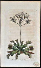 D. muscipula from F.P. Nodder, Vivarium Naturae, Vol. 1, Plate 40, 1790.