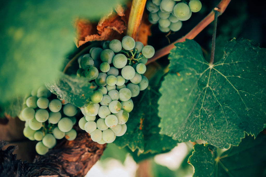 wine-and-vineyard-white-grapes-the-best-glasses-for-white-wine