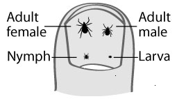 Life Cycle Of A Tick