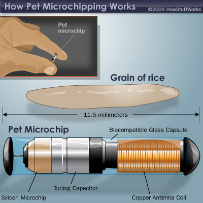 Pet Microchip | Store Paws