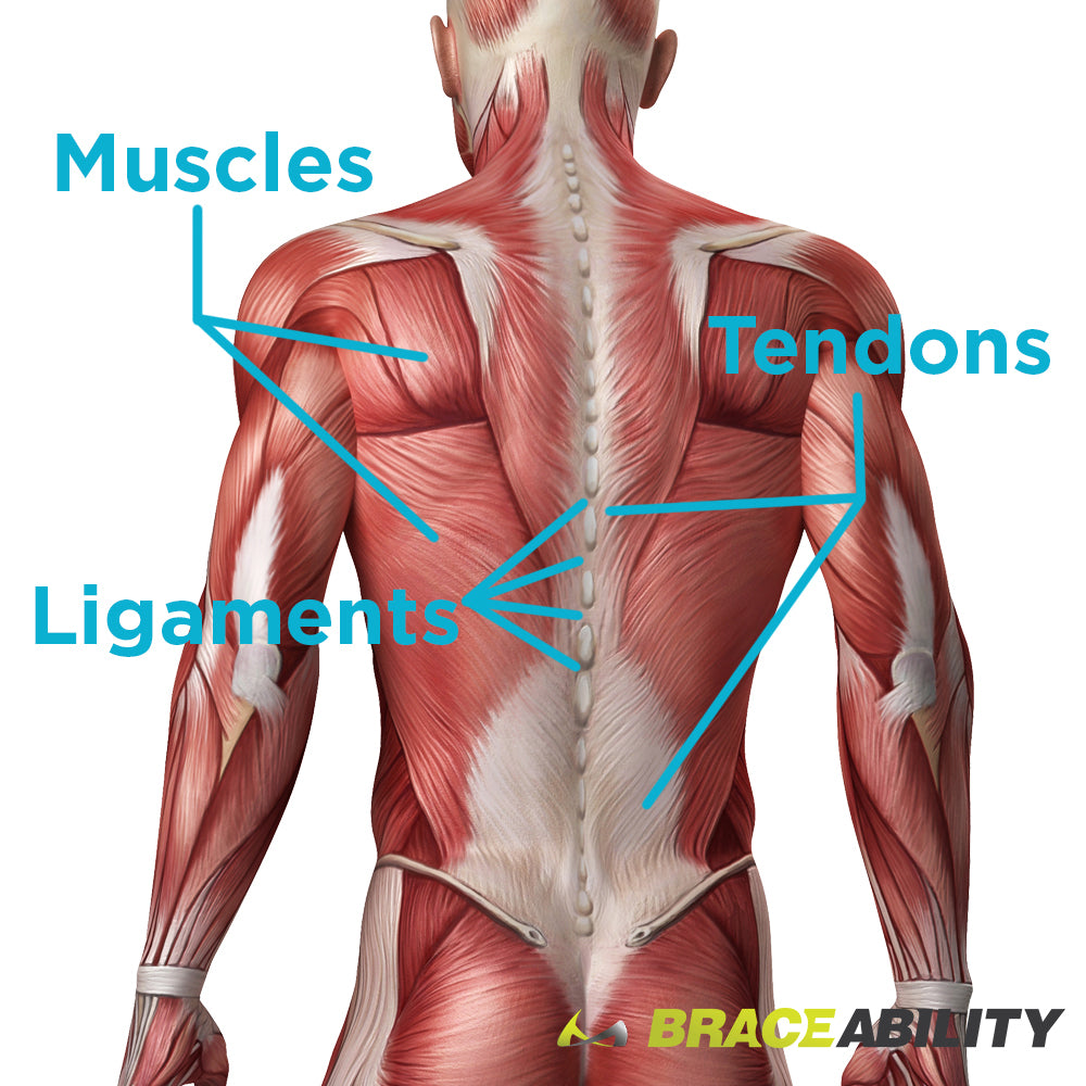 Location of muscles, ligaments and tendons in your back and hips