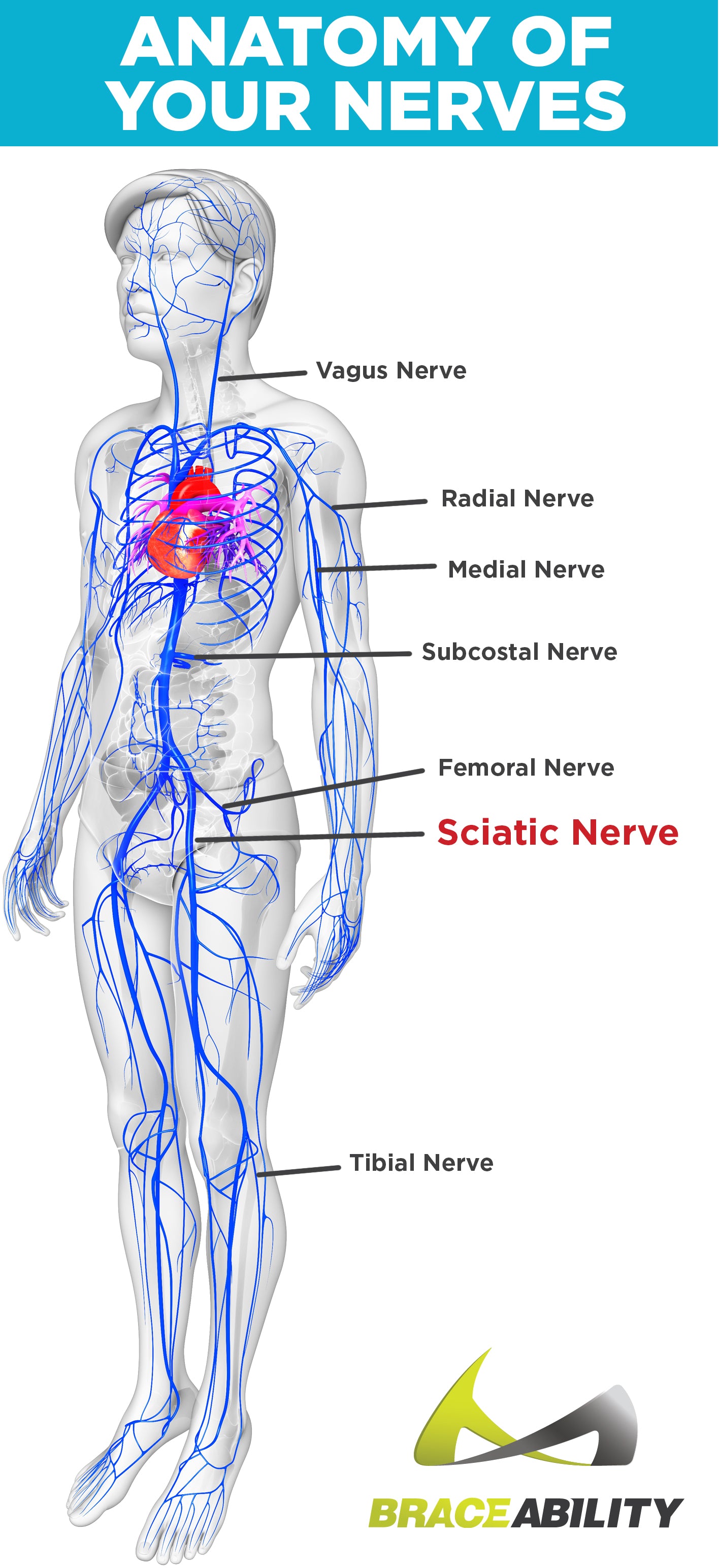 nerves in the the human body labeled