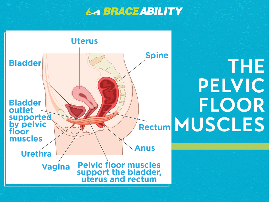 anatomy of pelvic floor muscles