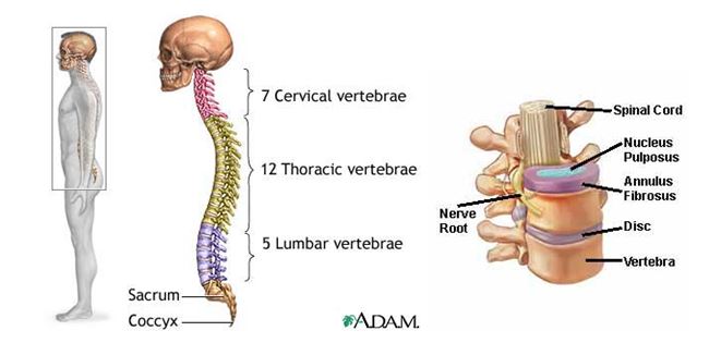 learn about the anatomy of the back and spine