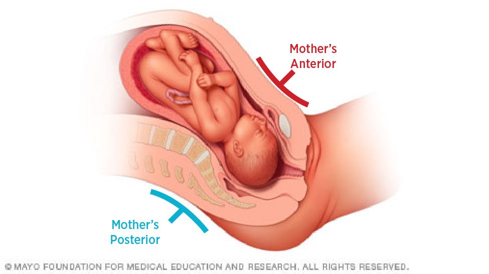 anterior and posterior section of mothers stomach and back when pregnant