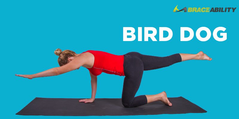 bird dog yoga pose to gain stability in lumbar spine