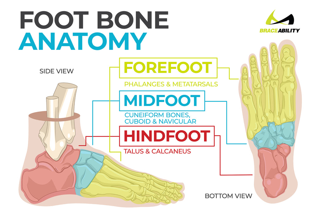 Learn about foot bone anatomy and the three sections of the foot