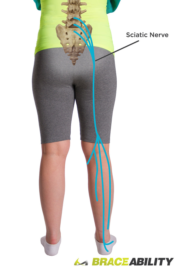 Where your sciatic nerve is in your back and where it connects near your tailbone