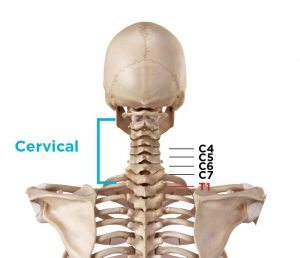 cervical neck vertebrae and how each one contributes to vertebrae pain