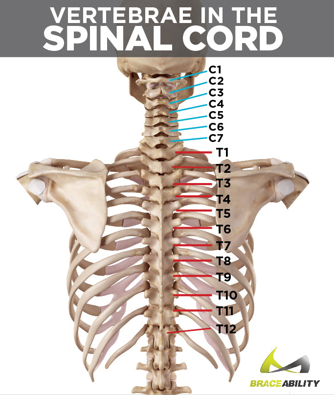 how to tell what vertebrae in the spinal cord has cervical spondylosis