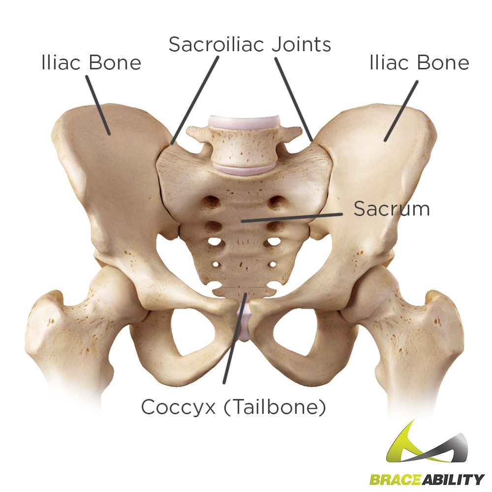 diagram anatomy of the sacroiliac joints and hip bones