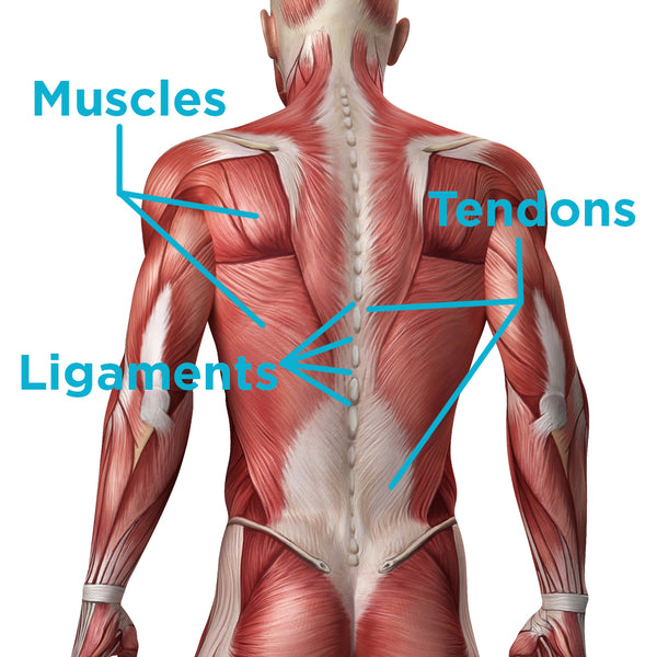 See the difference between muscles, ligaments and tendons and how they control your body