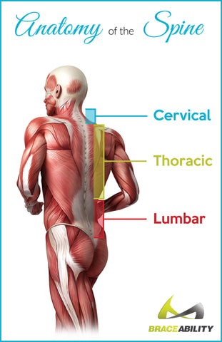 Anatomy of where you would feel lumbar, thoracic or cervical facet syndrome