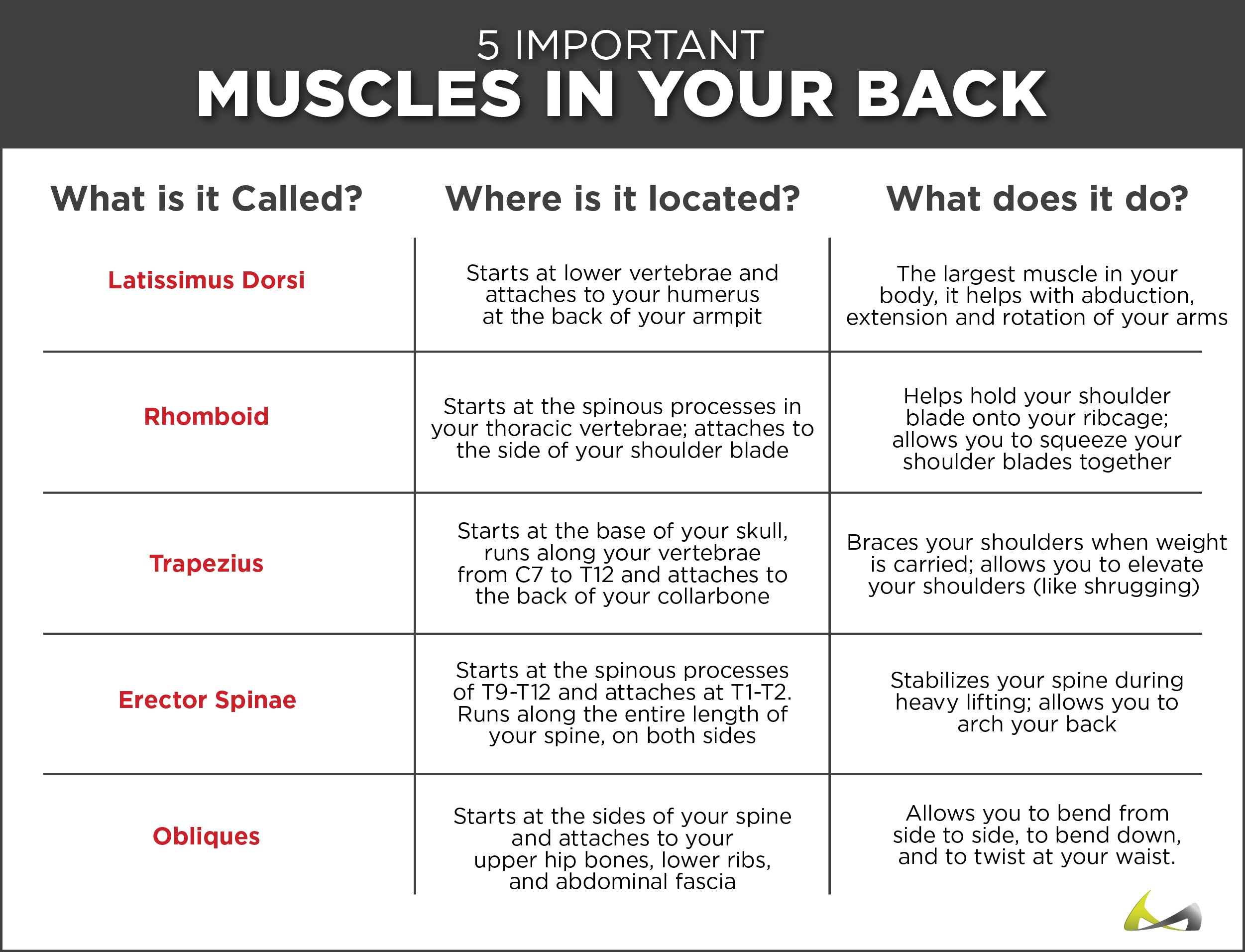 list of the muscles in your back, where they originate and what they do