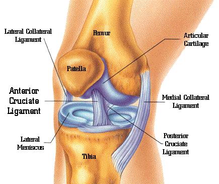 knee anatomy and ligament tears such as acl, pcl, lcl, and mcl