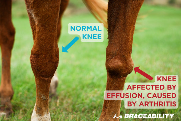 photo of a horse with knee effusion from arthritis