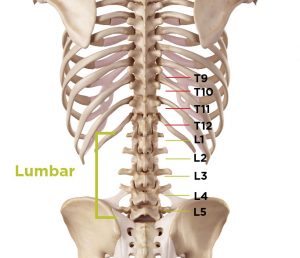 Lower back pain anatomy in the thoracic and lumbar vertebrae