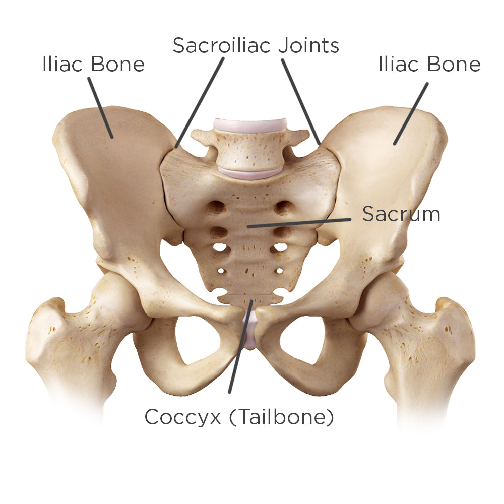 Anatomy of your hips and sacroiliac joint with the bones labeled