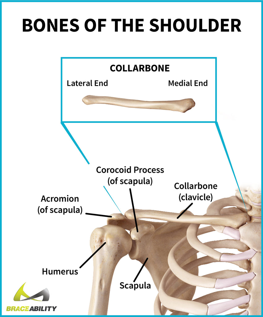 learn about shoulder bone anatomy including the collarbone or clavicle