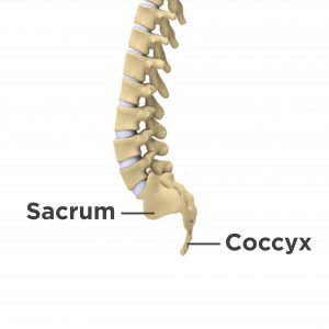 lower back pain labeled in the sacrum and tailbone