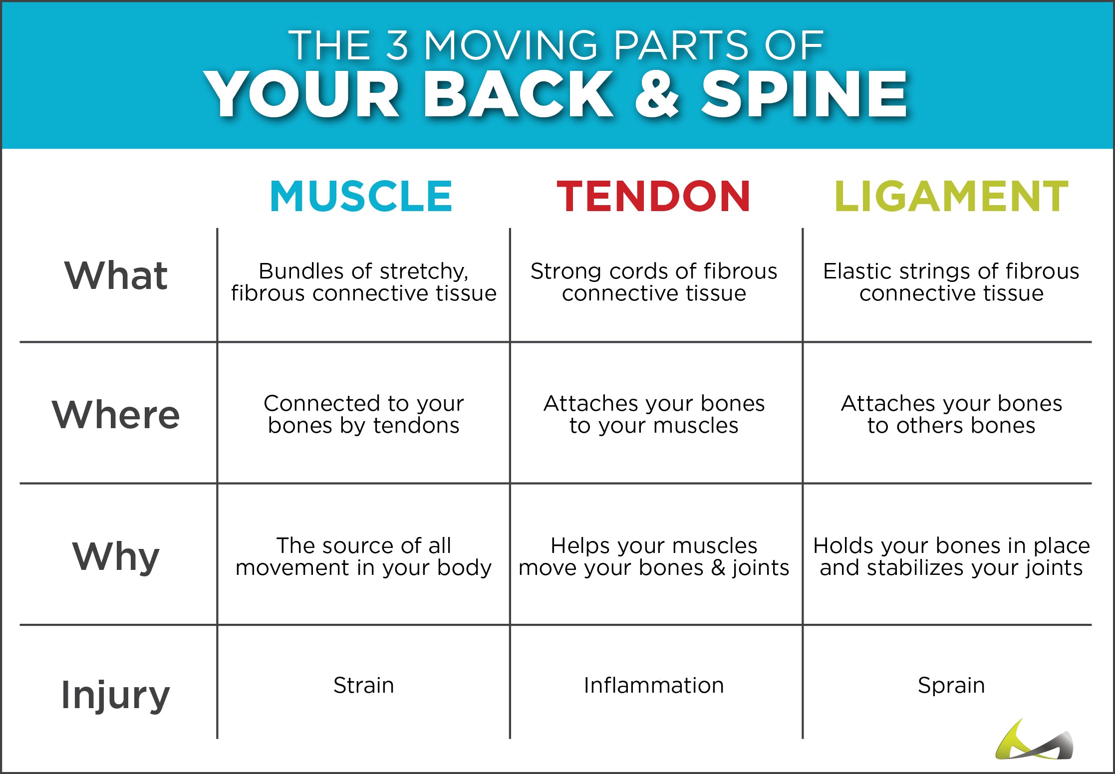 infographic on how your muscles, tendons and ligaments control how your back and spine work