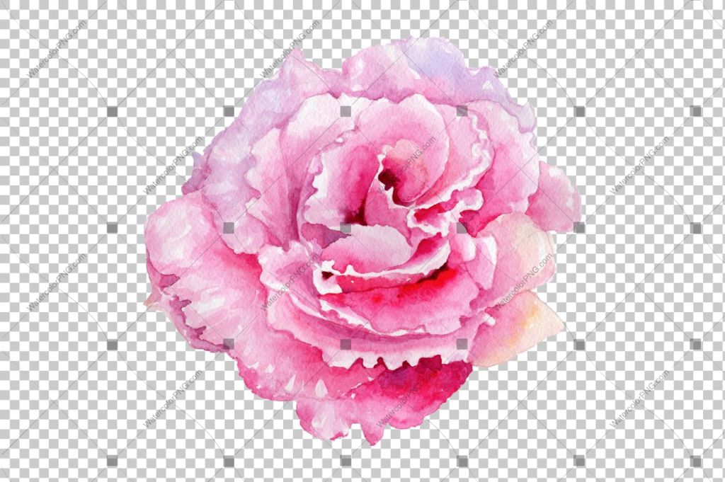 Pink watercolor rose flower PNG | WatercolorPNG