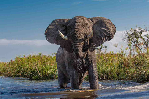 WATER ELEPHANT