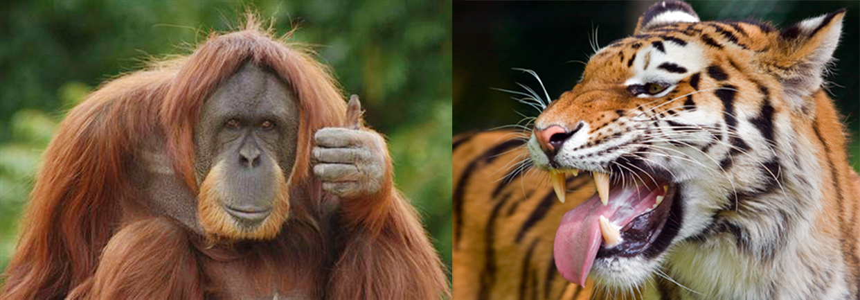 Orangutan with thumbs up