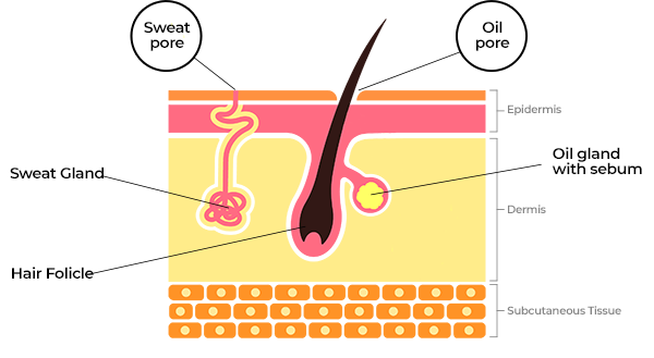 Schematic section of skin showing sweat glands and pores and oil glands and pores