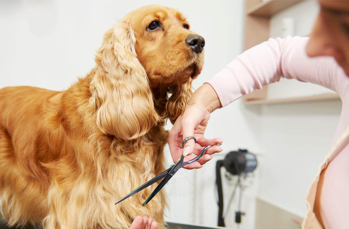 how often do dog grooming scissors need sharpening