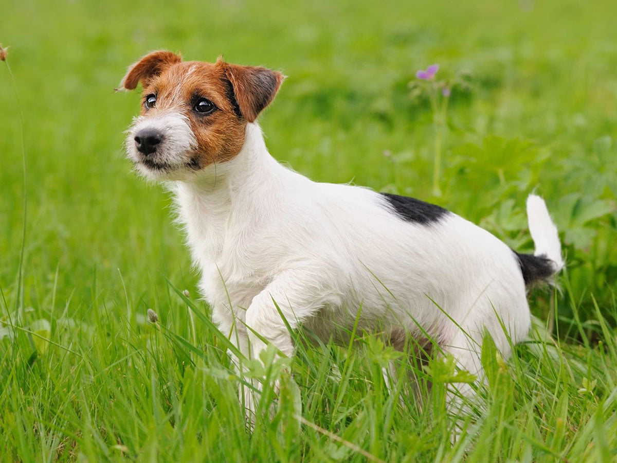 how do you groom parson russell terrier