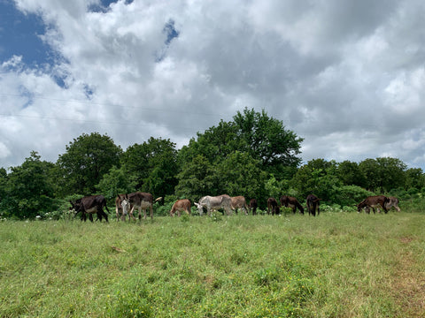 Donkeys in the field 