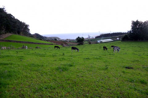 Donkeys in Azores