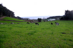 Azores Island Donkeys