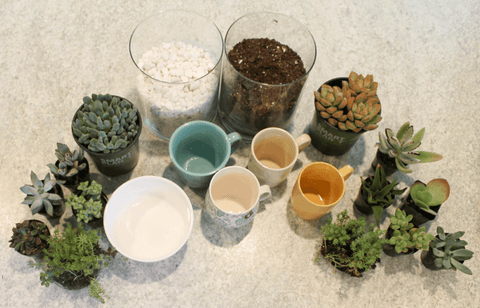 Mother’s Day Gift Idea – Succulents