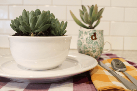 Mother’s Day Gift Idea – Succulents