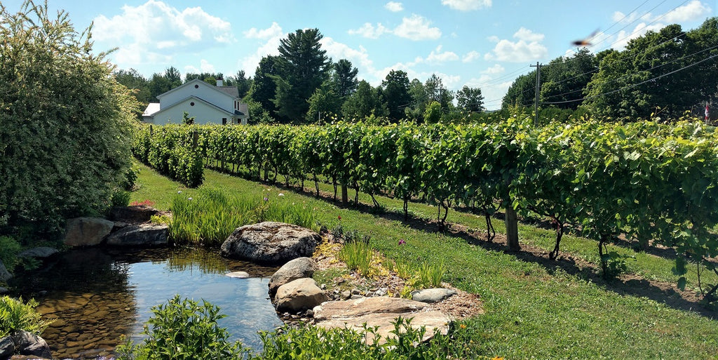 Vignes Domaine Bergeville