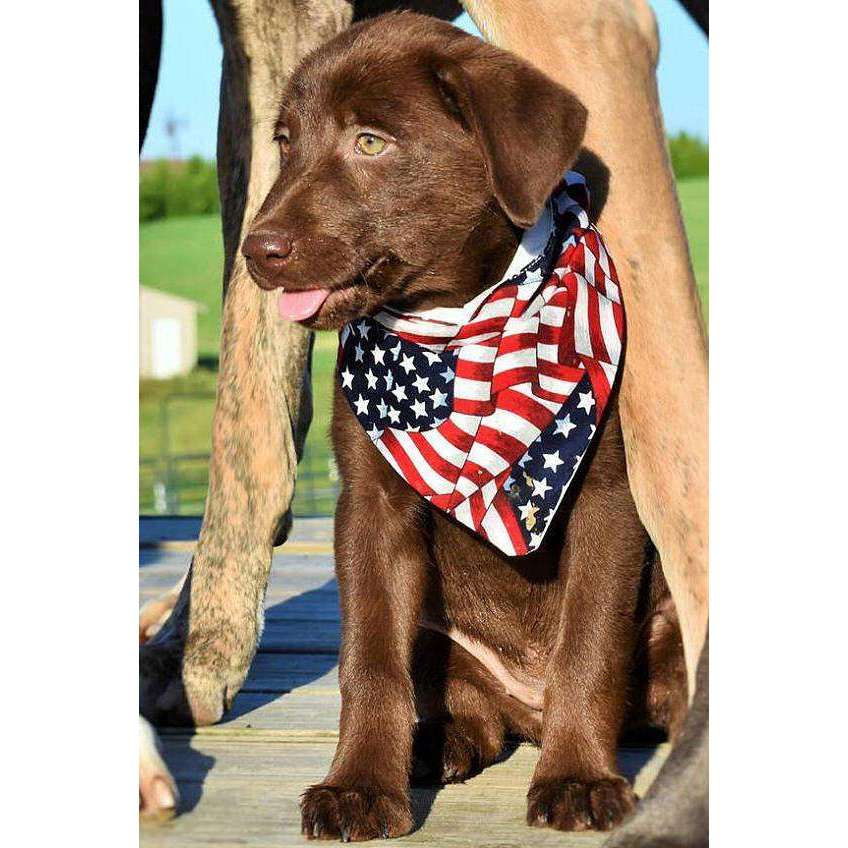 red white and blue dog bandana