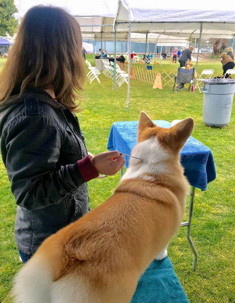 Coventry corgis at the pwccsc dog show