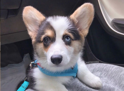 Mae the corgi