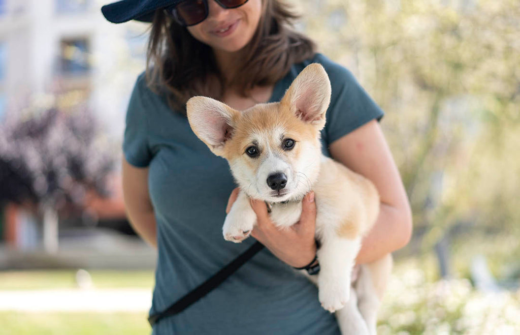 remy from Coventry Corgis