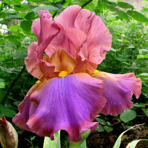 Garden picture of unnamed iris with burgundy standards and purple fall petals