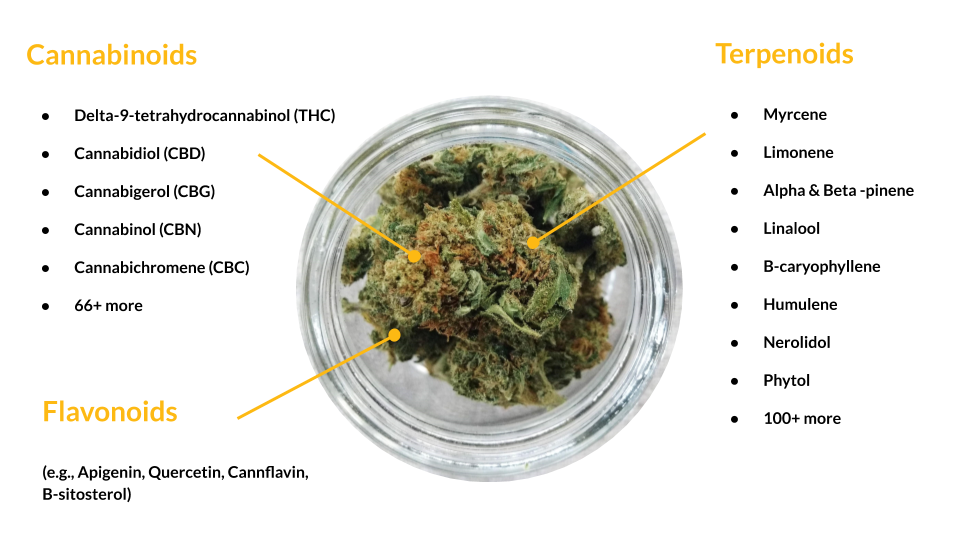 cannabinoids and terpenes in cannabis