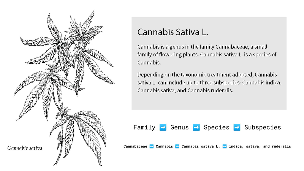 cannabis sativa taxonomy