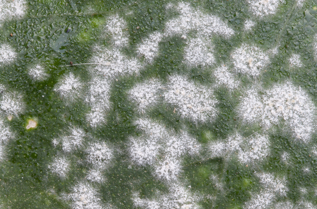 powdery mildew