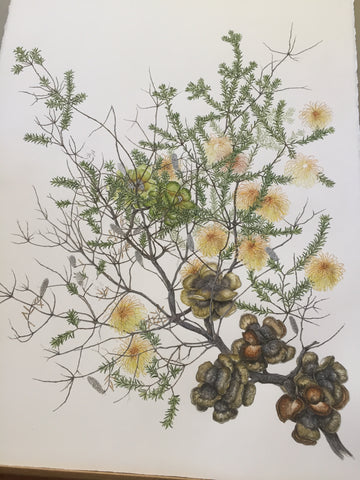 banksia laricina philippa nikulinsky painting